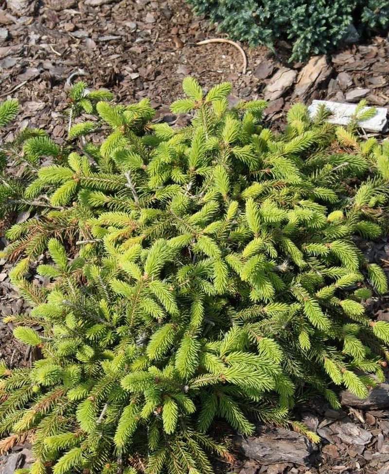 Picea Abies Procumbens - View 14 from www redcrocus com