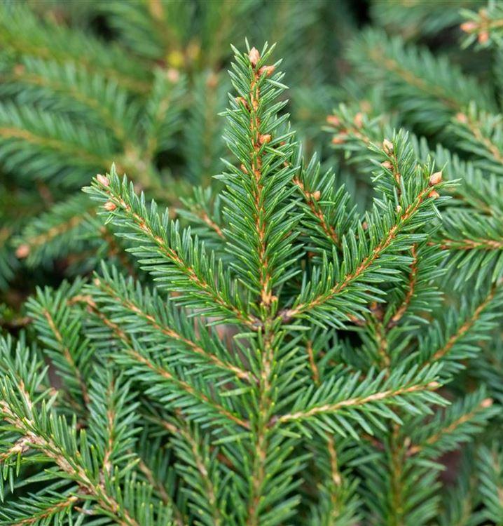 Picea Abies Procumbens - View 15 from www redcrocus com