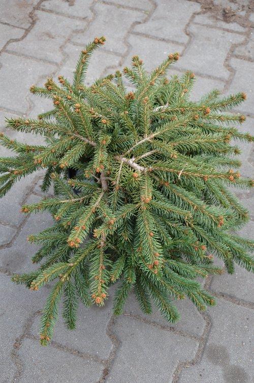 Picea Abies Procumbens - View 16 from www redcrocus com