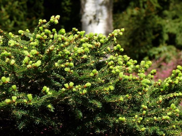 Picea Abies Procumbens - View 17 from www redcrocus com
