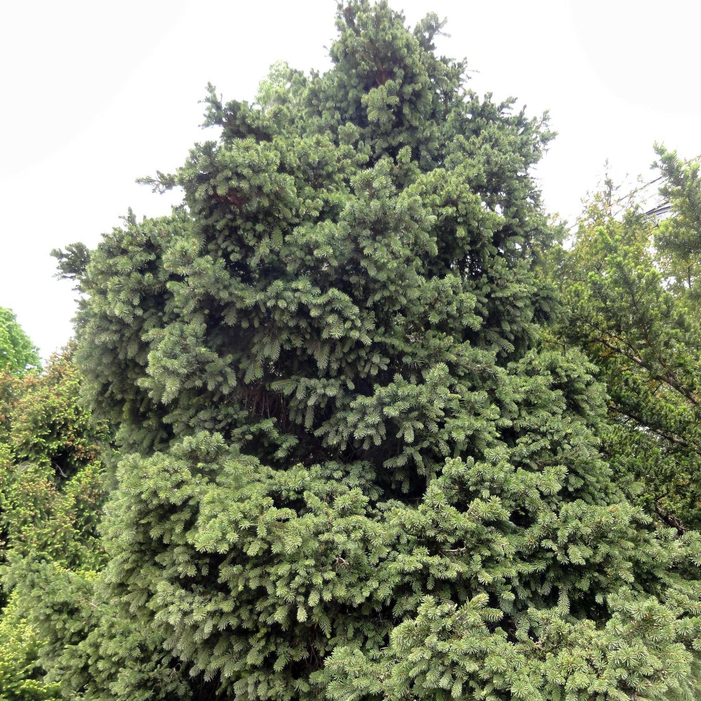 Picea Abies Procumbens - View 18 from www redcrocus com