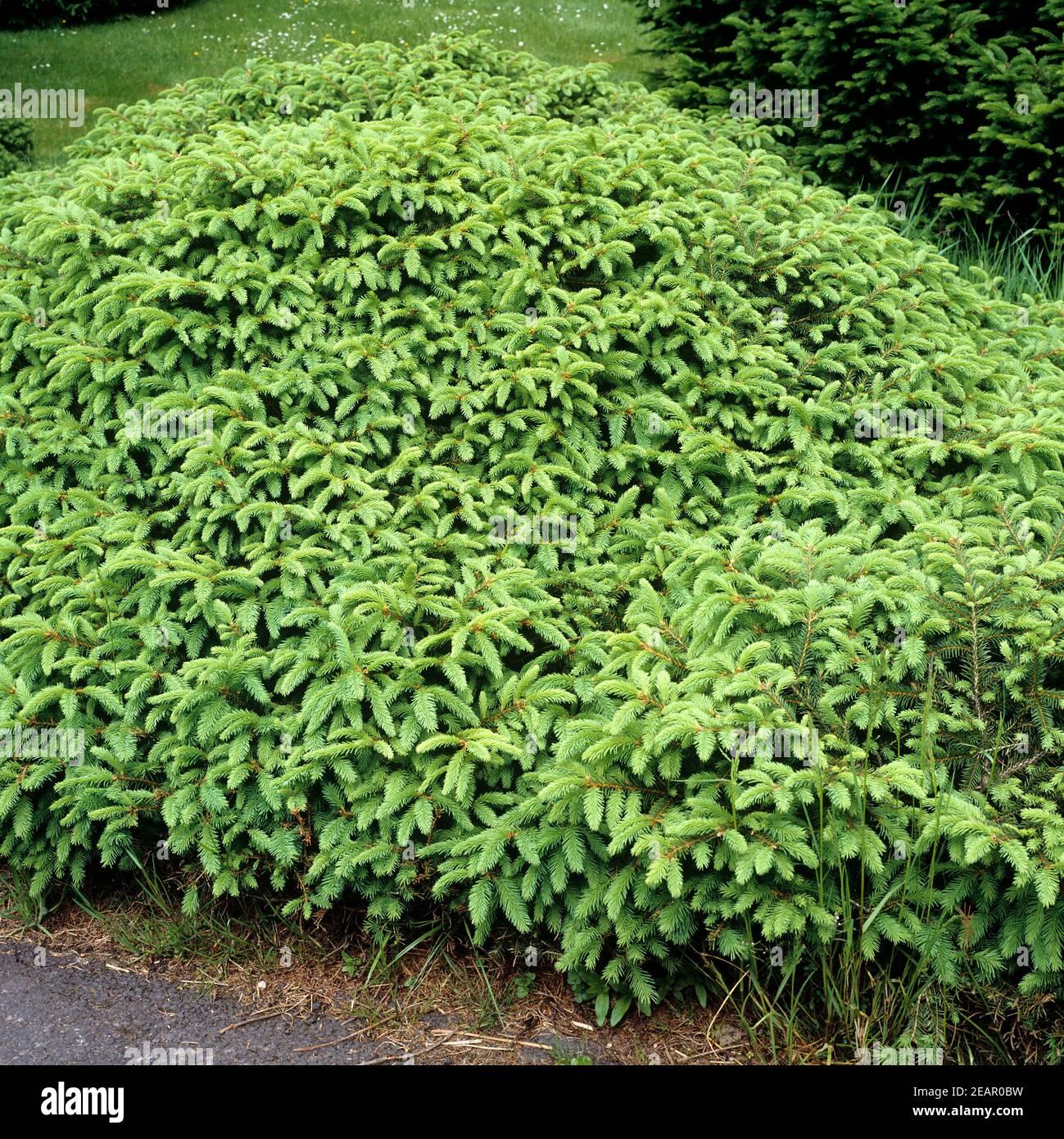 Picea Abies Procumbens - View 19 from www redcrocus com