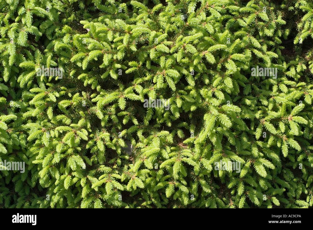 Picea Abies Procumbens - View 2 from www redcrocus com