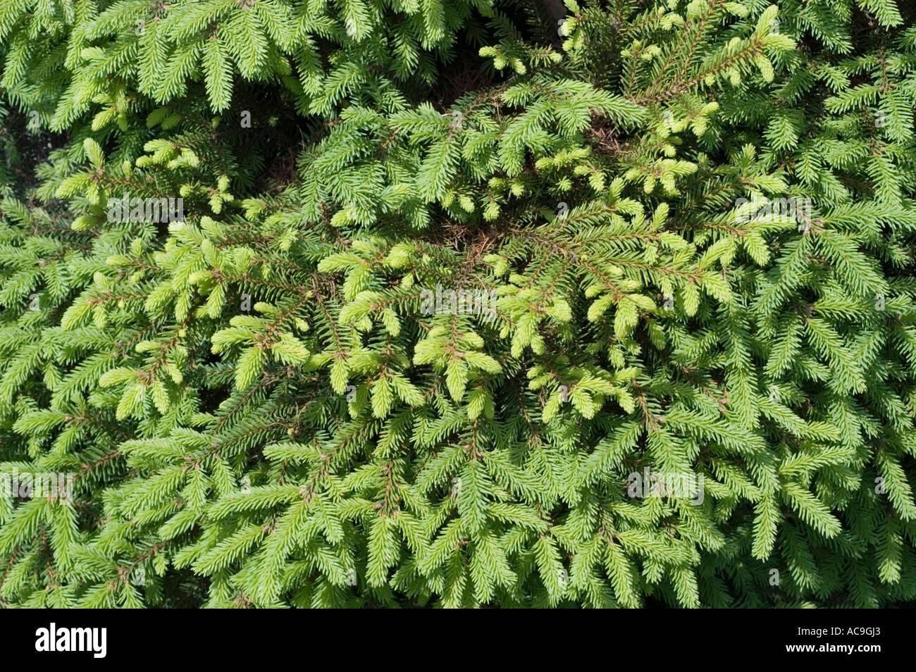 Picea Abies Procumbens - View 3 from www redcrocus com