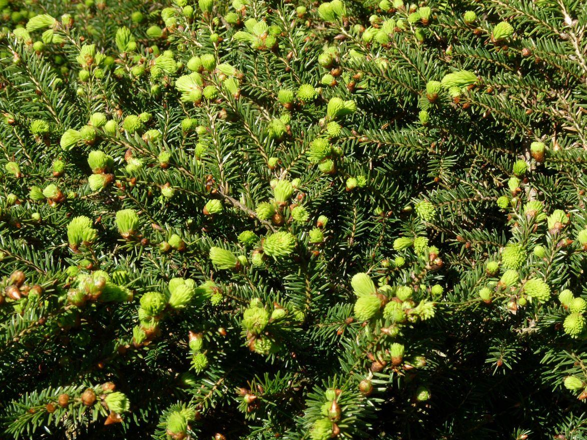 Picea Abies Procumbens - View 4 from www redcrocus com