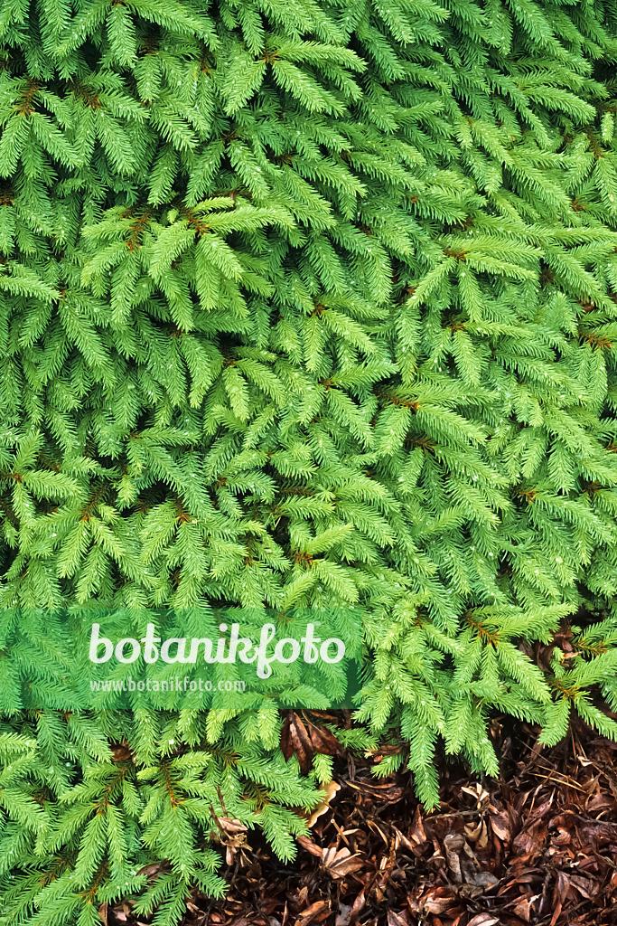 Picea Abies Procumbens - View 5 from www redcrocus com