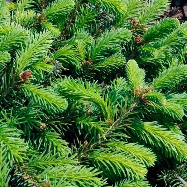 Picea Abies Procumbens - View 6 from www redcrocus com