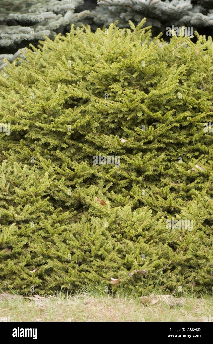 Picea Abies Procumbens - View 7 from www redcrocus com