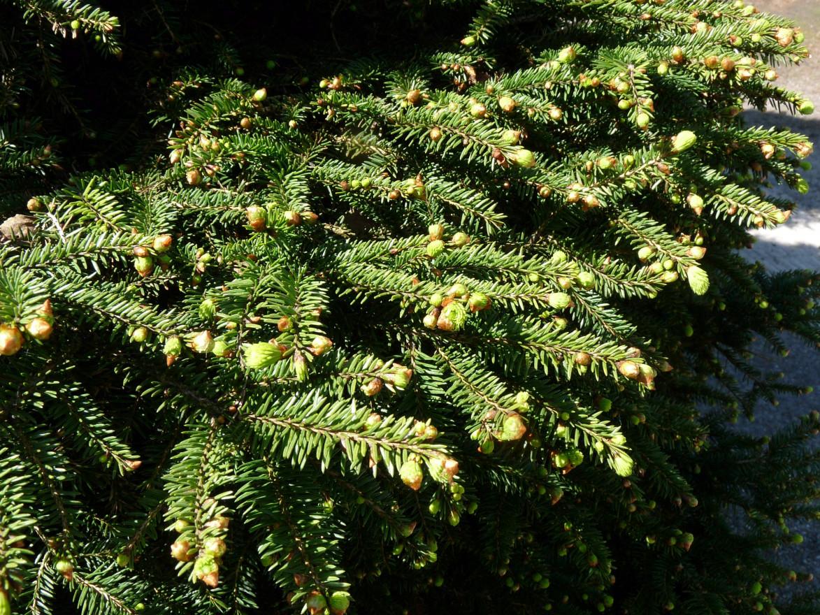 Picea Abies Procumbens - View 8 from www redcrocus com