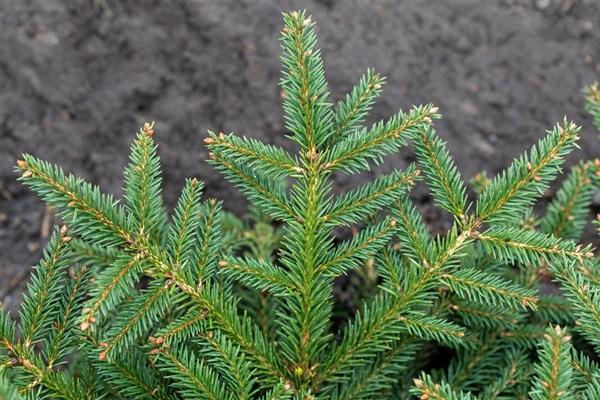 Picea Abies Procumbens - View 9 from www redcrocus com