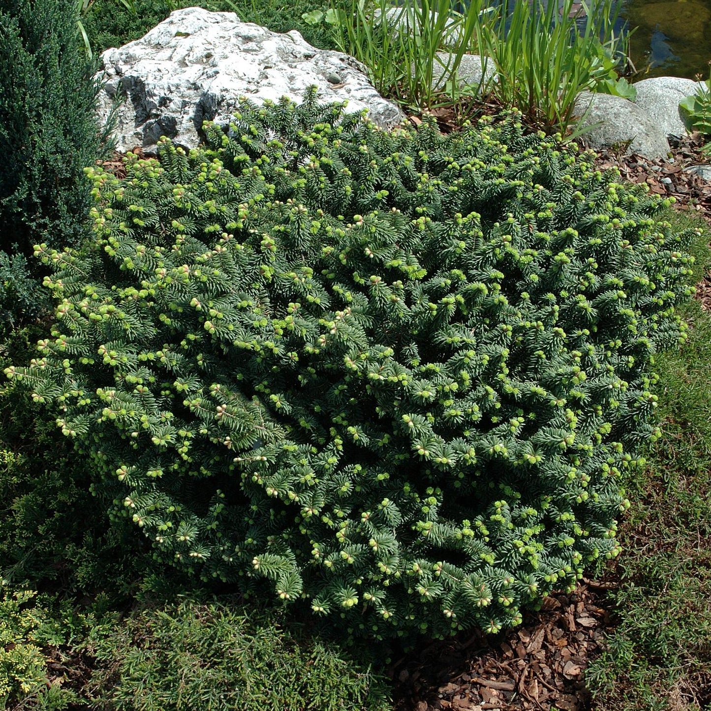 Abies Balsamea 'nana' - View 11 from www redcrocus com