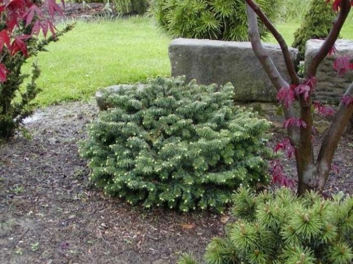 Abies Balsamea 'nana' - View 13 from www redcrocus com