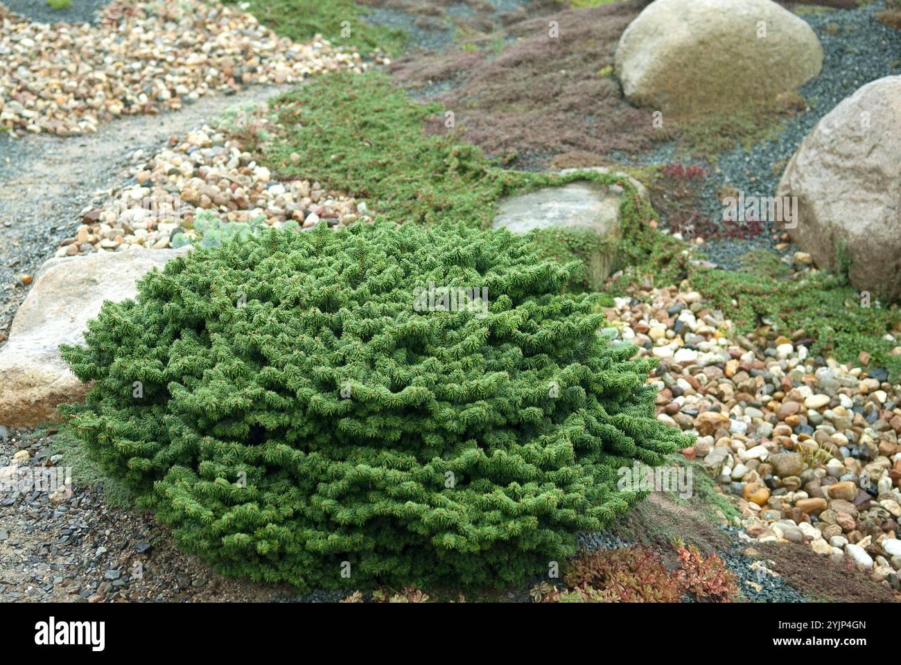 Abies Balsamea 'nana' - View 16 from www redcrocus com