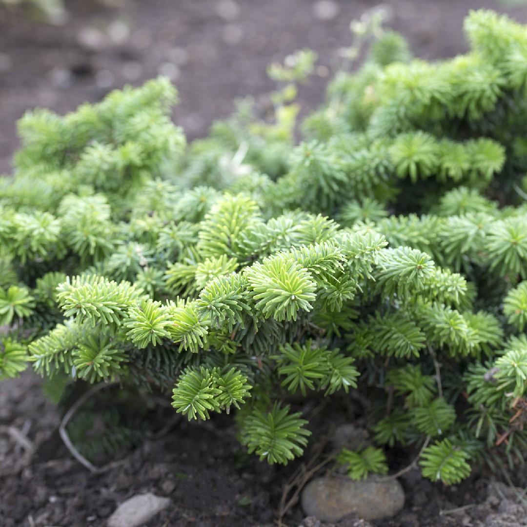 Abies Balsamea 'nana' - View 7 from www redcrocus com