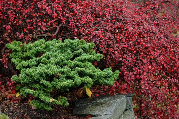 Abies Balsamea 'nana' - View 8 from www redcrocus com