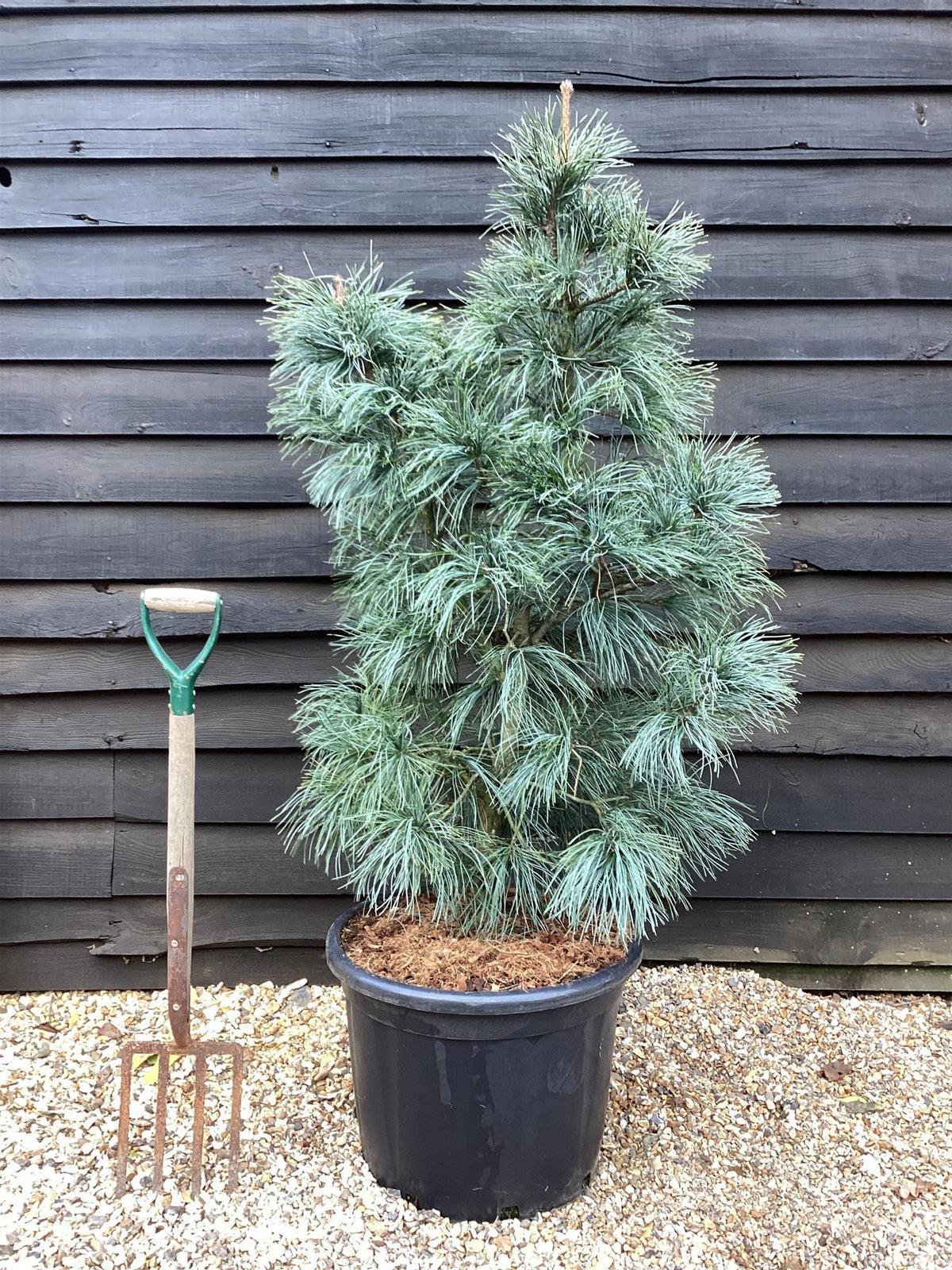 Pinus Koraiensis 'silveray' - View 12 from www redcrocus com