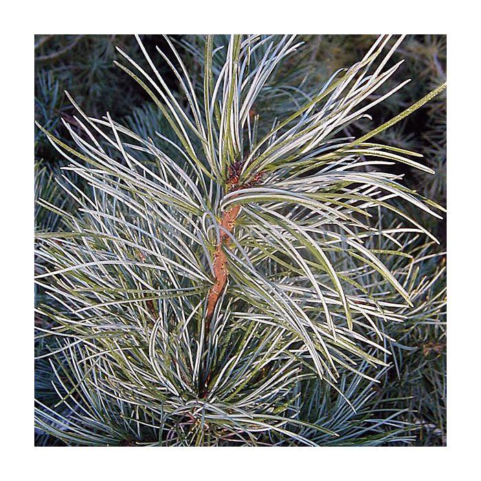 Pinus Koraiensis 'silveray' - View 15 from www redcrocus com