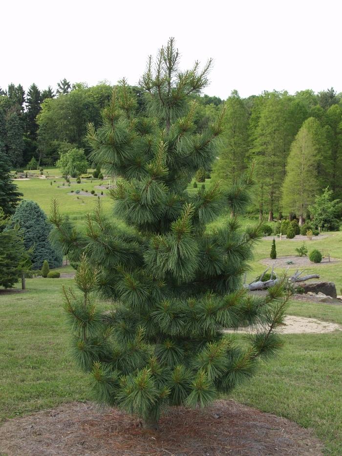 Pinus Koraiensis 'silveray' - View 18 from www redcrocus com