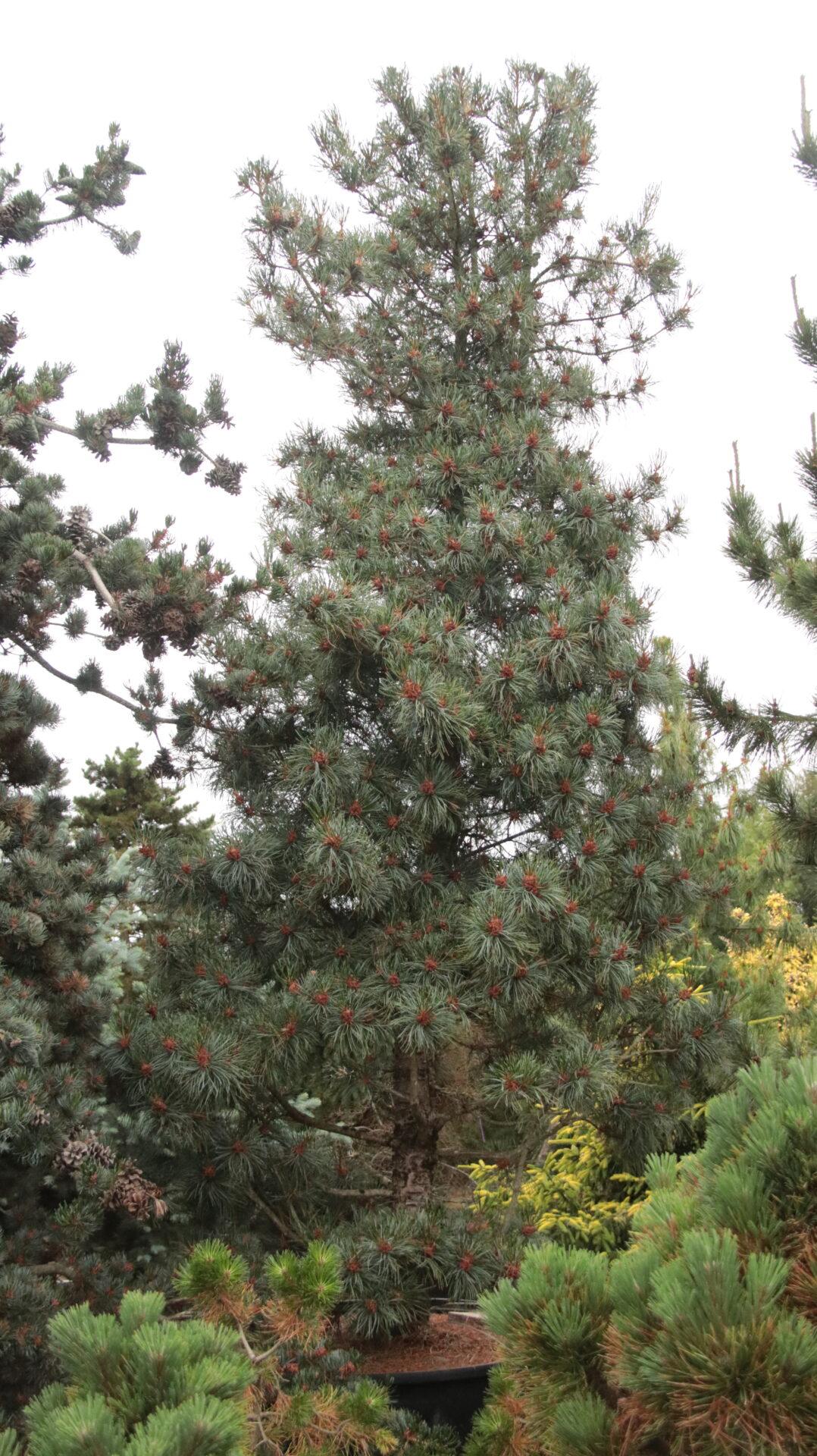 Pinus Koraiensis 'silveray' - View 19 from www redcrocus com
