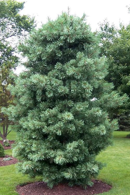 Pinus Koraiensis 'silveray' - View 2 from www redcrocus com