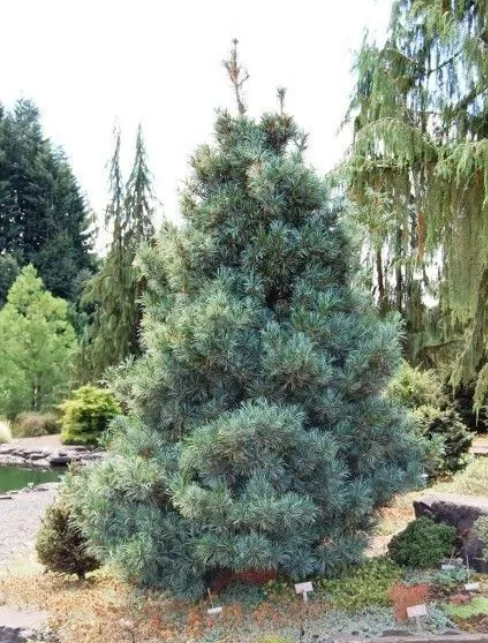 Pinus Koraiensis 'silveray' - View 3 from www redcrocus com