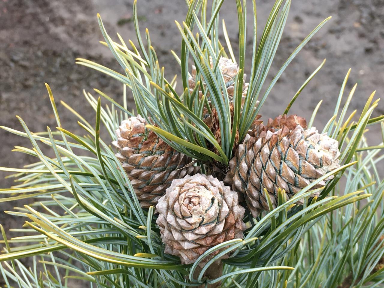 Pinus Koraiensis 'silveray' - View 4 from www redcrocus com