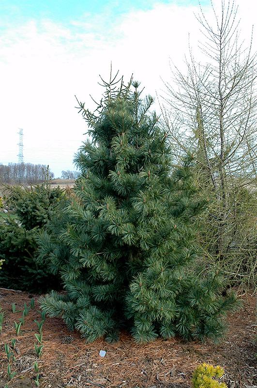 Pinus Koraiensis 'silveray' - View 5 from www redcrocus com