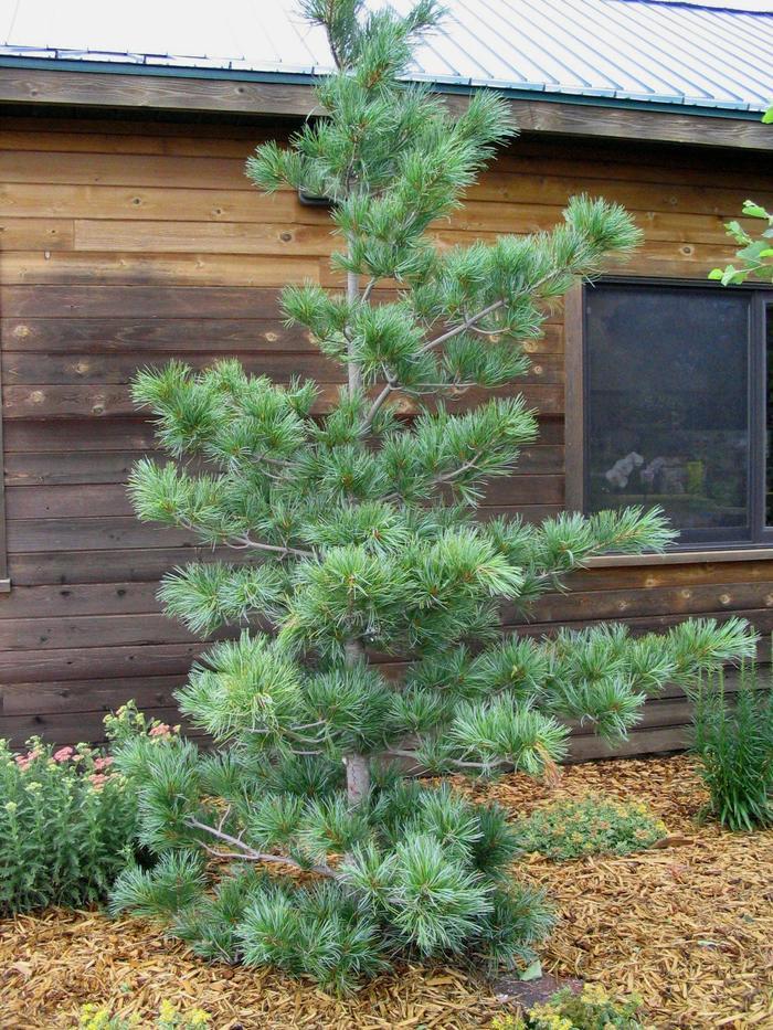 Pinus Koraiensis 'silveray' - View 6 from www redcrocus com