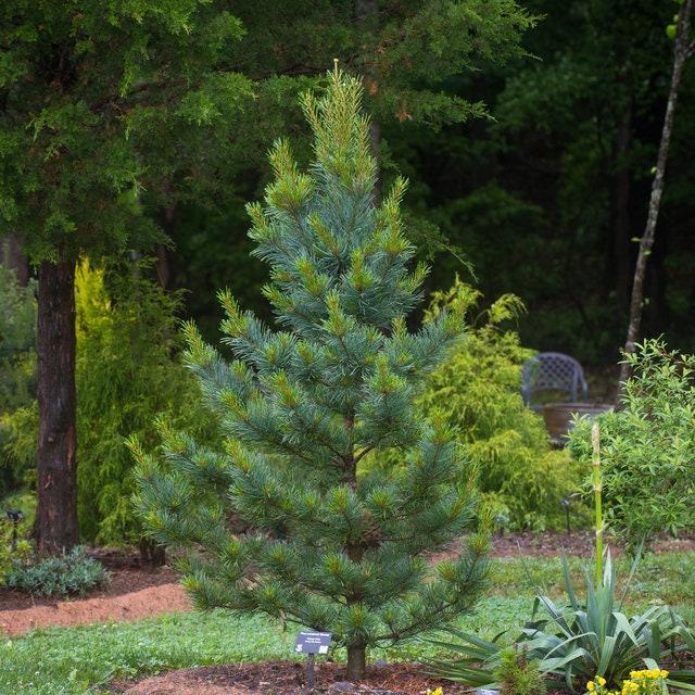 Pinus Koraiensis 'silveray' - View 8 from www redcrocus com