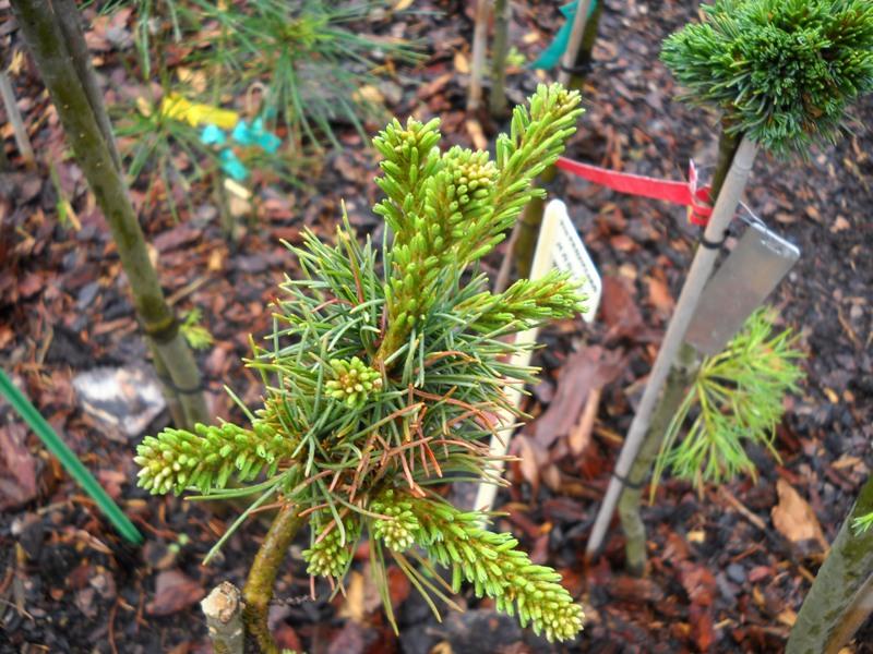 Pinus Parviflora 'atco Goyo' - View 10 from www redcrocus com
