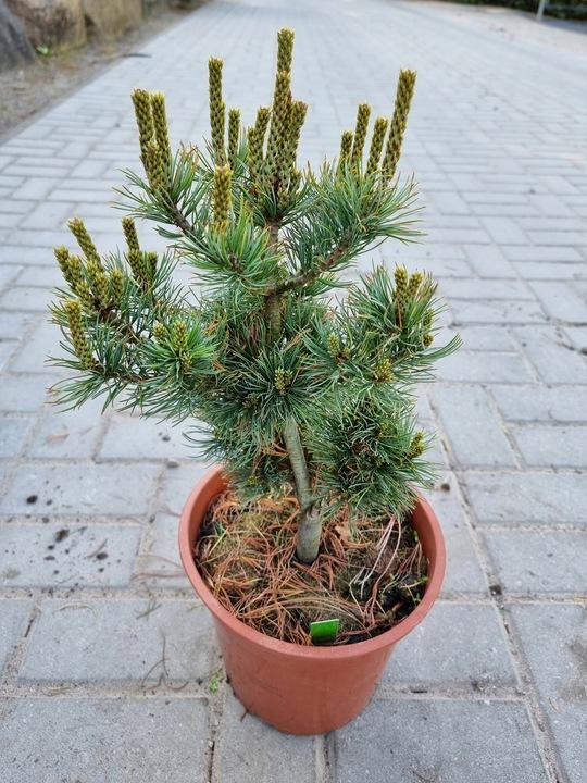 Pinus Parviflora 'atco Goyo' - View 13 from www redcrocus com