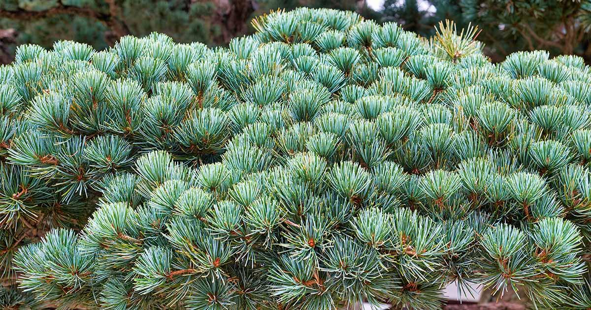 Pinus Parviflora 'atco Goyo' - View 15 from www redcrocus com
