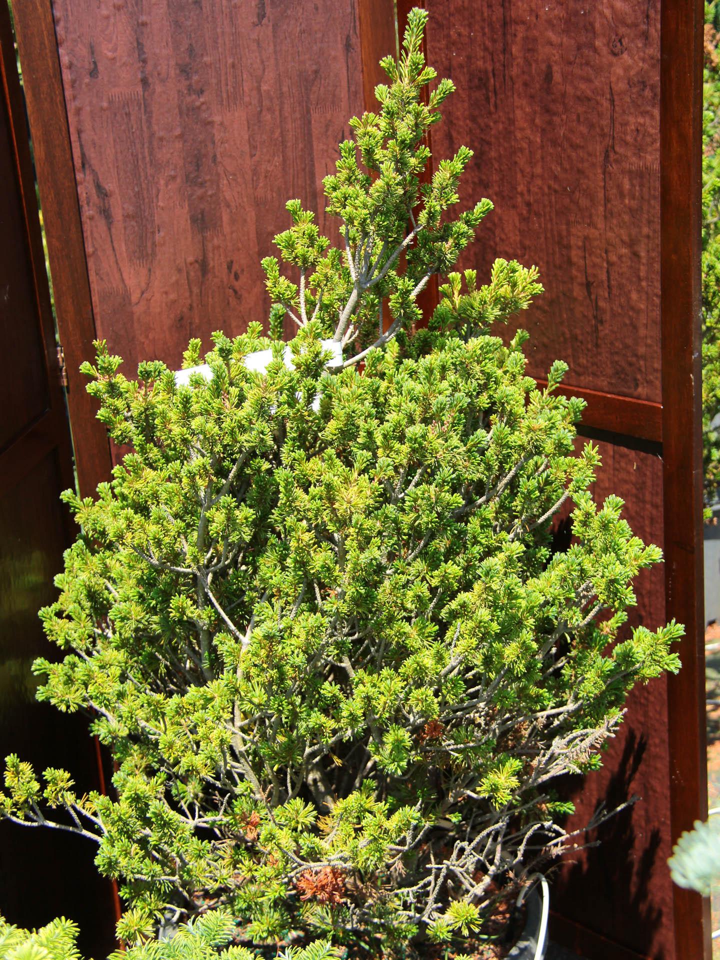 Pinus Parviflora 'atco Goyo' - View 1 from www redcrocus com