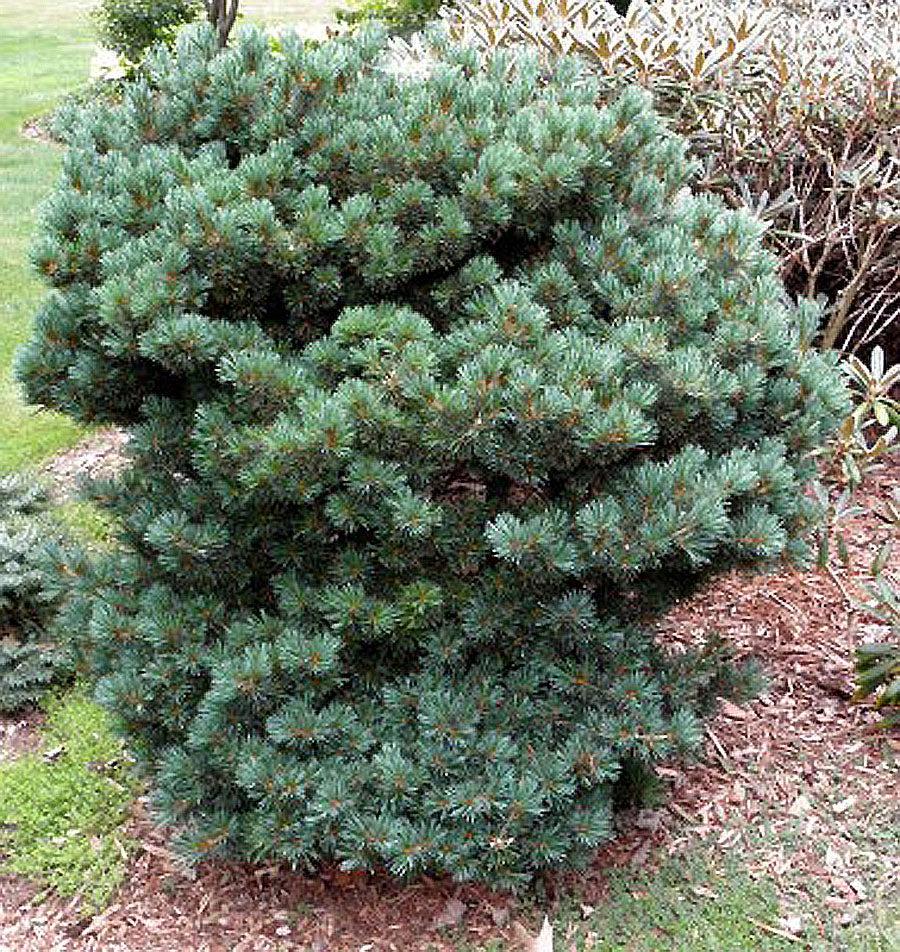 Pinus Parviflora 'atco Goyo' - View 2 from www redcrocus com