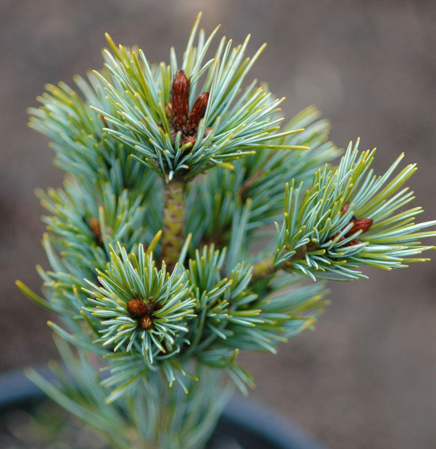 Pinus Parviflora 'atco Goyo' - View 4 from www redcrocus com