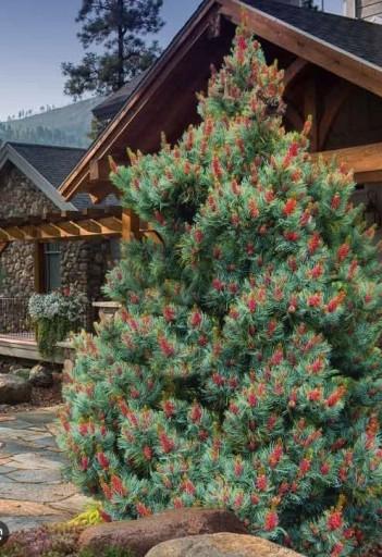Pinus Parviflora 'atco Goyo' - View 5 from www redcrocus com
