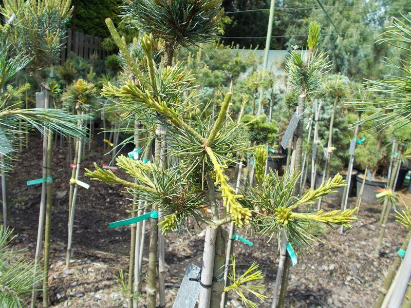 Pinus Parviflora 'atco Goyo' - View 6 from www redcrocus com