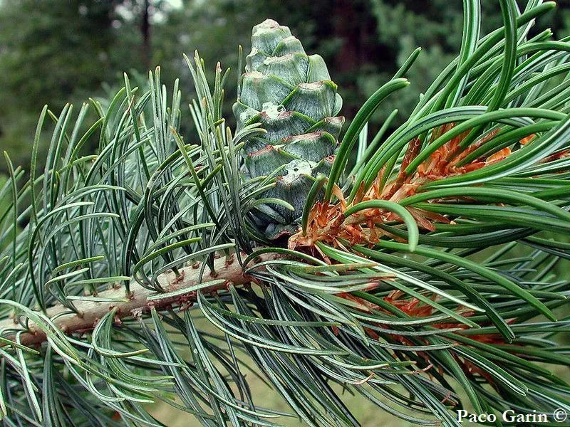Pinus Parviflora 'atco Goyo' - View 7 from www redcrocus com