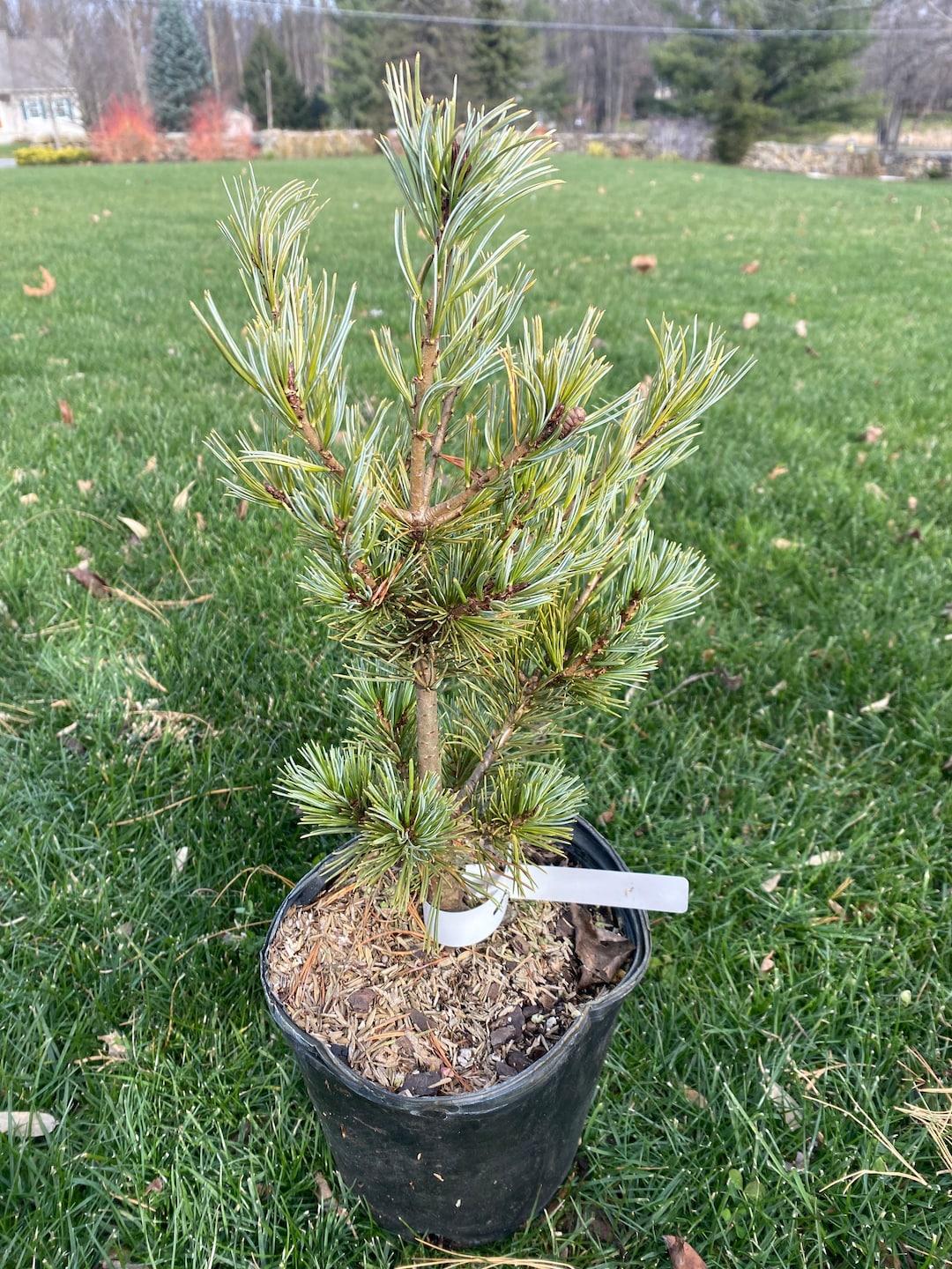 Pinus Parviflora 'atco Goyo' - View 9 from www redcrocus com