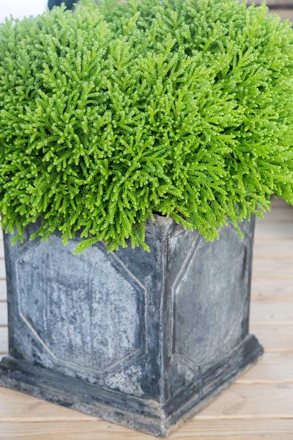 Cryptomeria Japonica 'dragon Prince' - View 10 from www redcrocus com