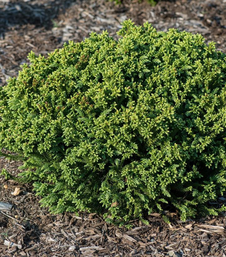 Cryptomeria Japonica 'dragon Prince' - View 11 from www redcrocus com