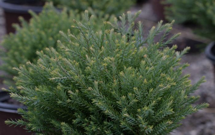 Cryptomeria Japonica 'dragon Prince' - View 12 from www redcrocus com