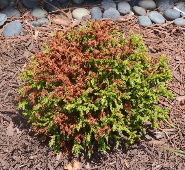 Cryptomeria Japonica 'dragon Prince' - View 17 from www redcrocus com