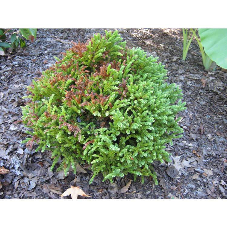 Cryptomeria Japonica 'dragon Prince' - View 18 from www redcrocus com