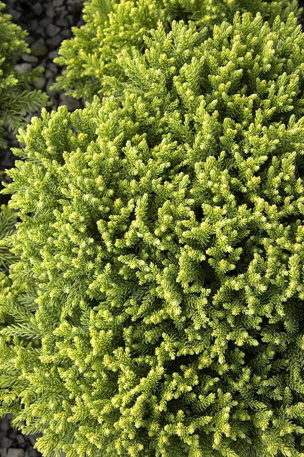 Cryptomeria Japonica 'dragon Prince' - View 19 from www redcrocus com