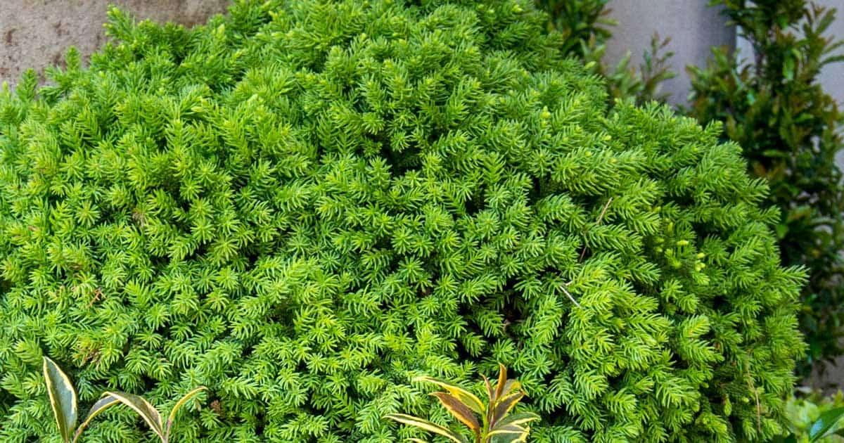 Cryptomeria Japonica 'dragon Prince' - View 1 from www redcrocus com