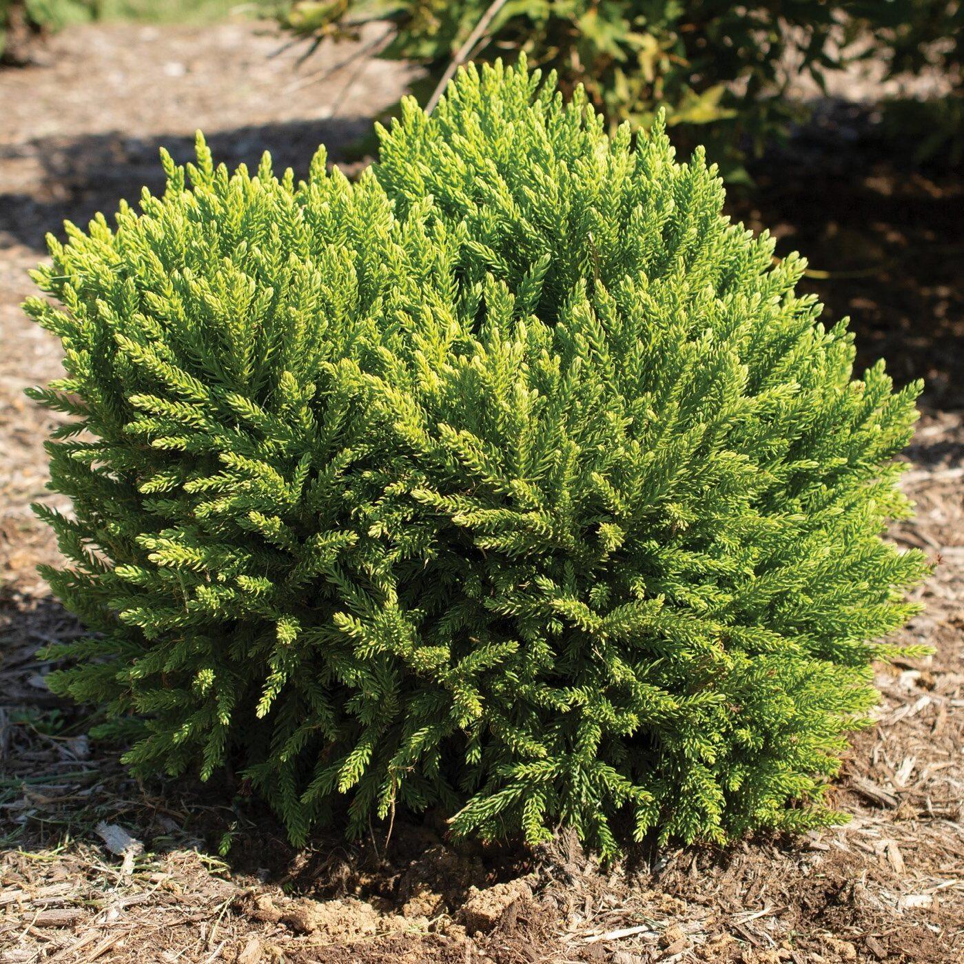 Cryptomeria Japonica 'dragon Prince' - View 20 from www redcrocus com