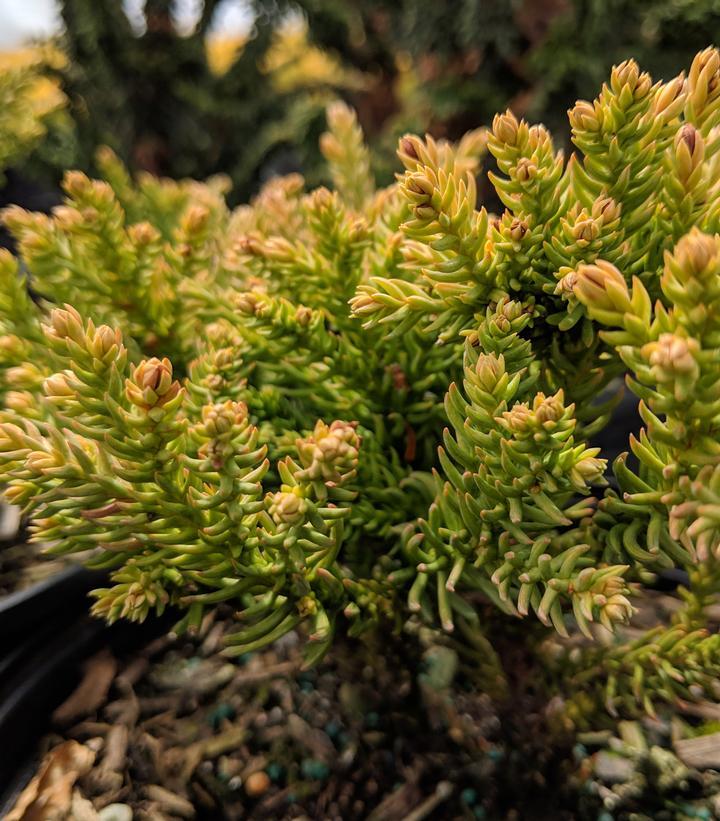 Cryptomeria Japonica 'dragon Prince' - View 21 from www redcrocus com