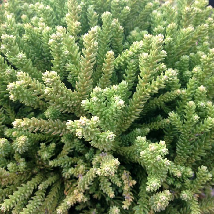 Cryptomeria Japonica 'dragon Prince' - View 22 from www redcrocus com