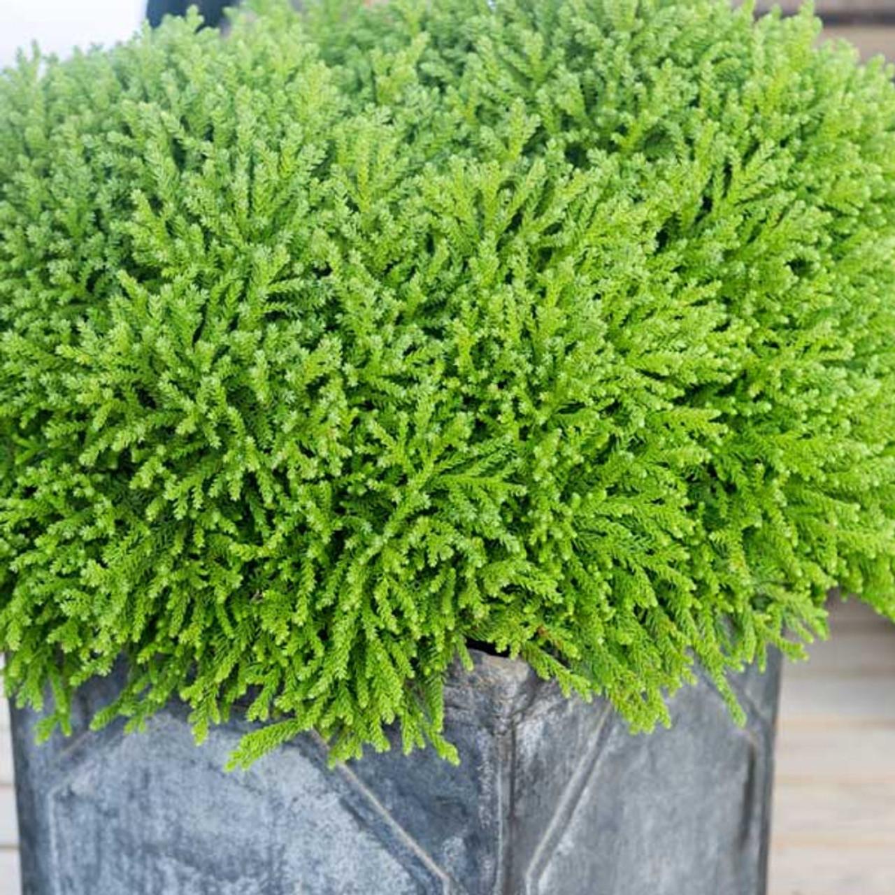 Cryptomeria Japonica 'dragon Prince' - View 23 from www redcrocus com
